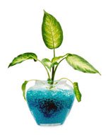 plantg1-3.jpg