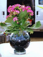 plantg2-3.jpg