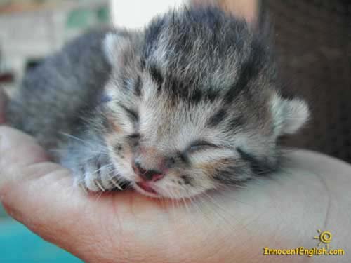 tinycutekittty-1.jpg