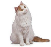 turkish_van-2.jpg