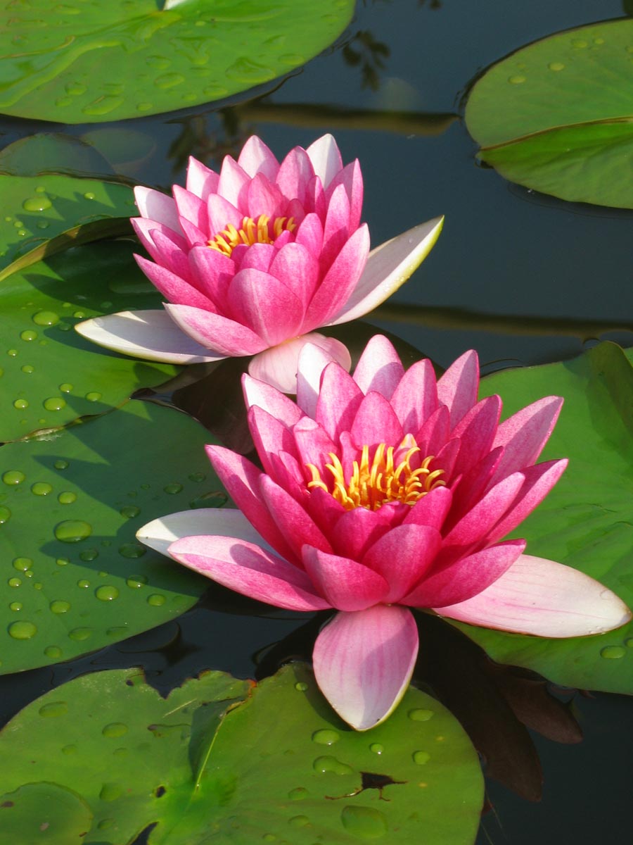 waterlillys82w-3.jpg