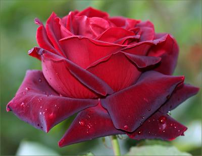 51265302CharlesMallerinmacroAA-1.jpg
