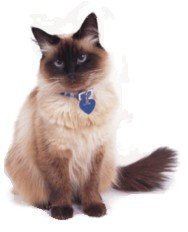 Cat20collars-1.jpg