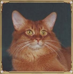 MittsnpawsMaxaMillion-1.jpg