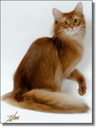 MittsnpawsSinomax-2.jpg