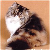 PurrmunnsPaka-3.jpg