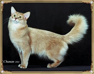 RampageousZiggyStardust-1.jpg
