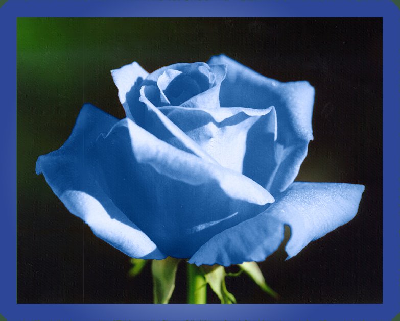 Rose06720blu-1.jpg