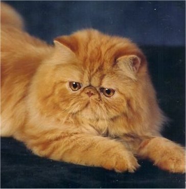 SiDDisFirewalkerRedTabby-2.jpg