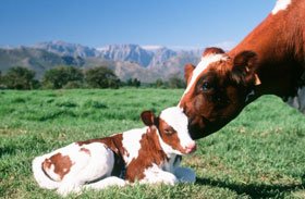 The_Slaughter_of_Livestock_part_1_of_4__-4.jpg