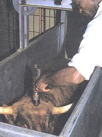 The_Slaughter_of_Livestock_part_2_of_4__-10.jpg