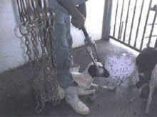The_Slaughter_of_Livestock_part_2_of_4__-11.jpg