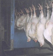 The_Slaughter_of_Livestock_part_2_of_4__-12.jpg
