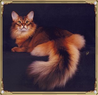 ThecatgardenPinchmeimustbedreamin-1.jpg