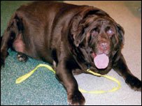 _42325645_fatdog203-1.jpg
