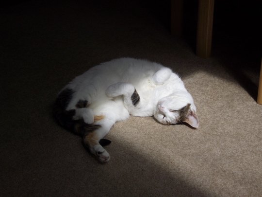 cat050624-1.jpg