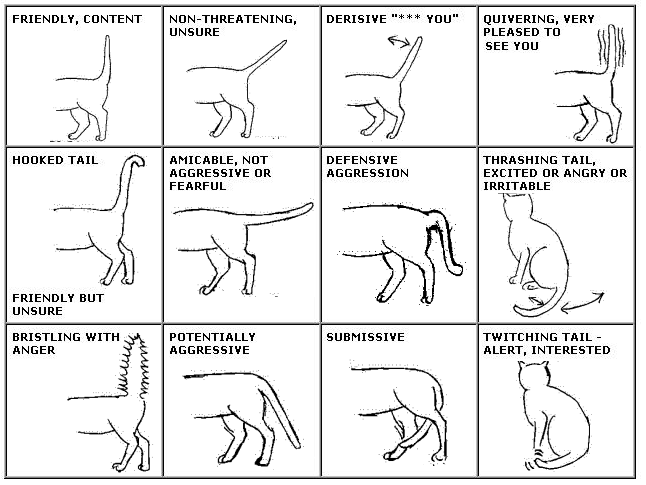 catchat3-2.png