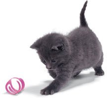 g_cat_play-4.jpg