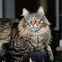 maine_coon_head-2.jpg
