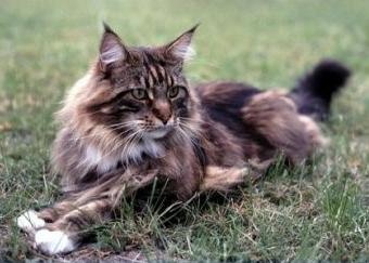 mainecoon-2.jpg