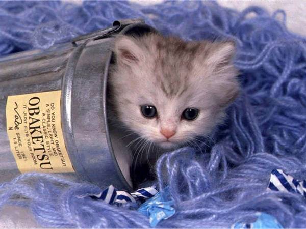 1767Suite_CatmedJPG-1.jpg