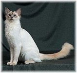 BalinesePic5_small-1.jpg