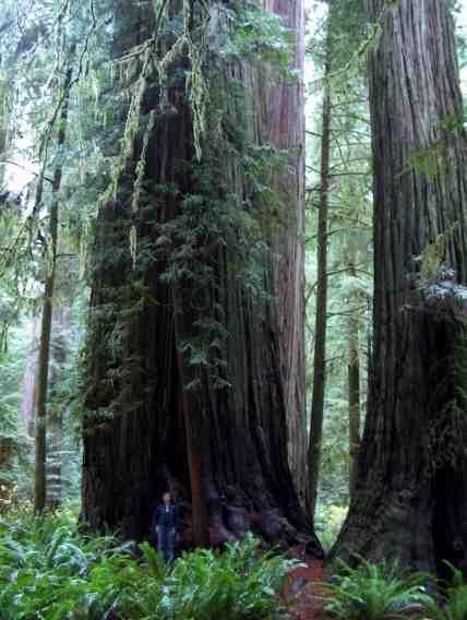 California_Coastal_Redwood_forest_7-1.jpg