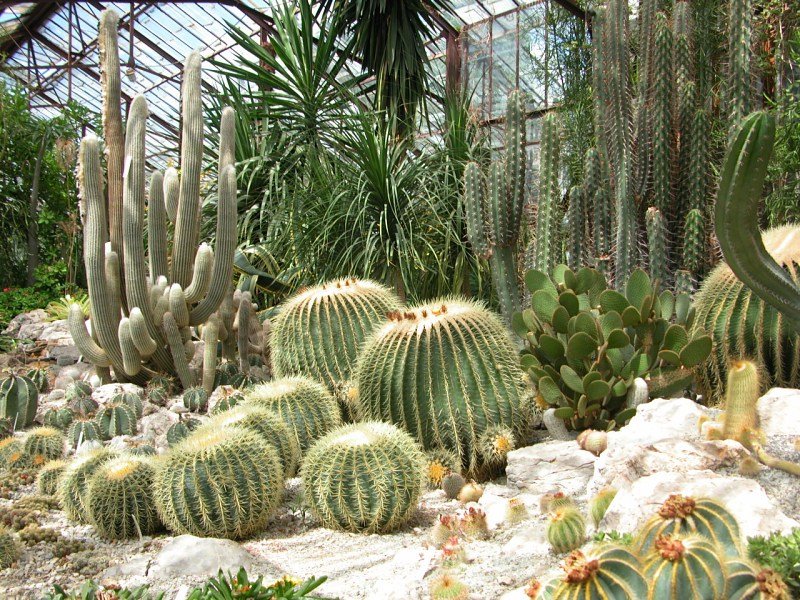 Echinocactusgrusonii2-1.jpg
