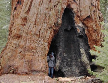 Giant_Sequoia_2_M-1.jpg