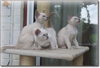 JeansKittens-1.jpg