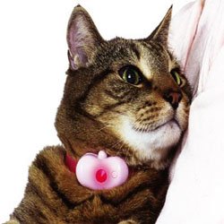 PurfectMoodDetector-1.jpg