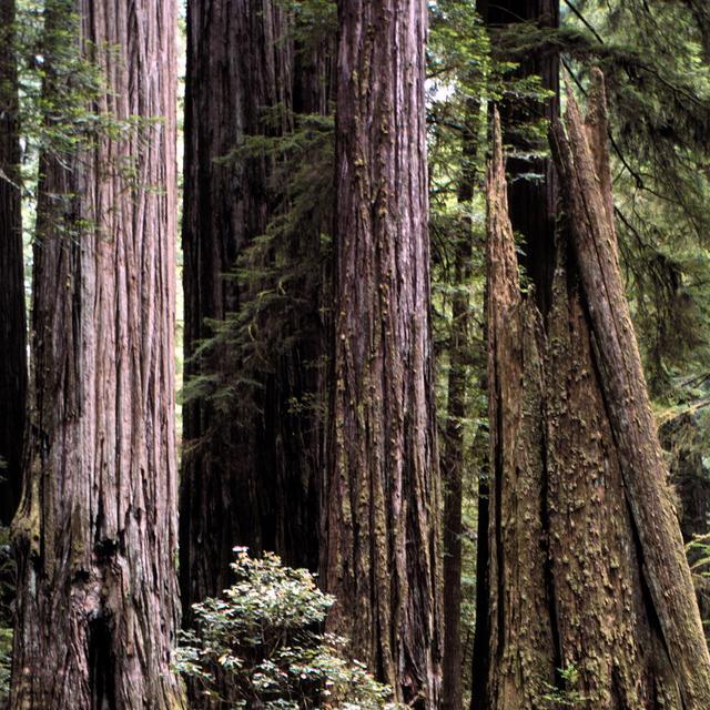 Sequoia_RedwoodI_JP724_1-1.jpg