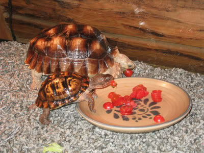 TortoiseSamElla-1.jpg