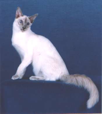 balinese-1.jpg