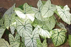 caladium-1.jpg