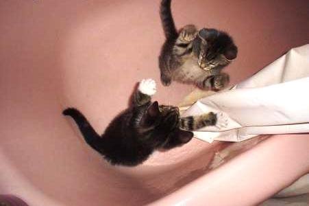 catFight-1.jpg