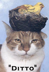 cat_bonnet-1.jpg
