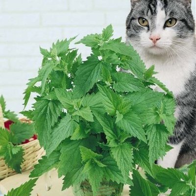 catnip-1.jpg