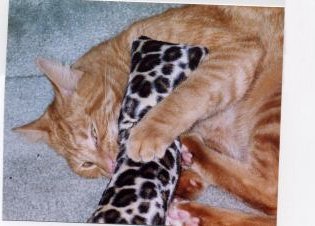 cattoys7-1.jpg