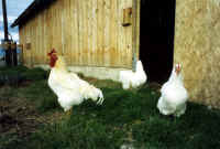 chicken03_small-1.jpg