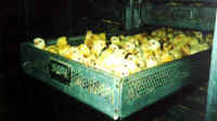 chickenbaby01_small-1.jpg