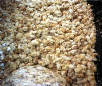 chickenbaby02_small-1.jpg