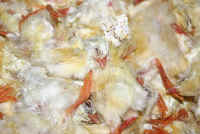 chickenbaby12_small-1.jpg