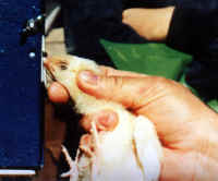 chickendebeak01 small 1 - My Plight to Humans - Please help end the suffering