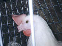 chickendebeak04 small 1 - My Plight to Humans - Please help end the suffering