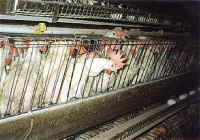 chickenegg01 small 1 - KFC chicken cruelty exposed