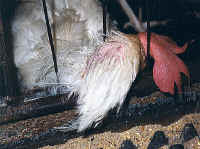 chickenegg16 small 1 - My Plight to Humans - Please help end the suffering