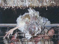 chickenegg34 small 1 - My Plight to Humans - Please help end the suffering