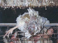 chickenegg34_small-1.jpg