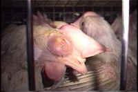 chickenegg43 small 1 - My Plight to Humans - Please help end the suffering